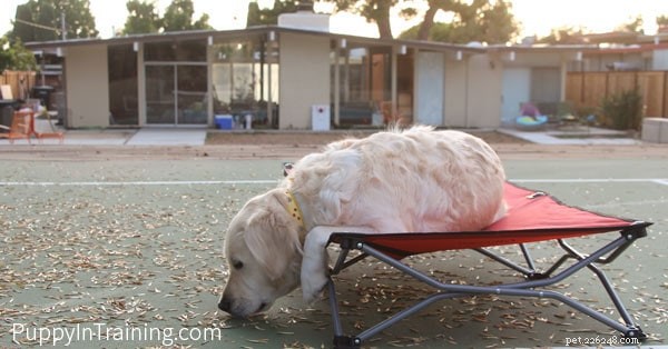 Teach Your Dog to  Go to Your Bed  with Proven Training Tips