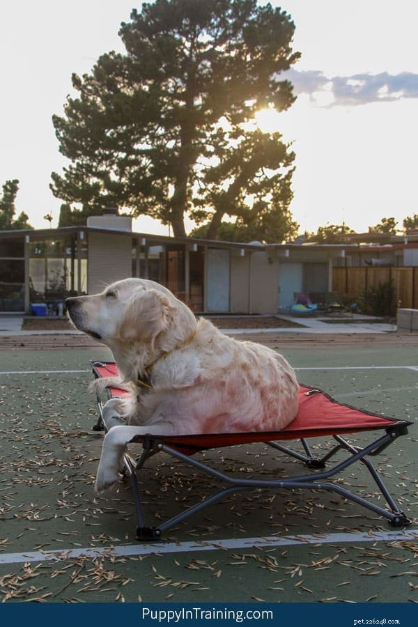 Teach Your Dog to  Go to Your Bed  with Proven Training Tips