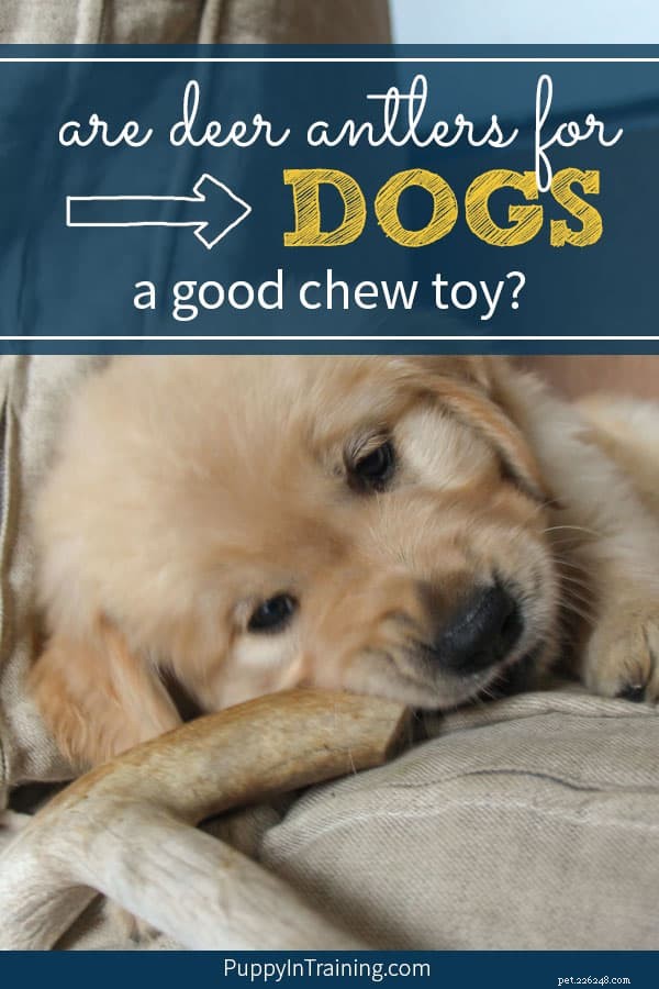 Deer Antlers for Dogs: The Safe, Long-Lasting Chew You Can Trust