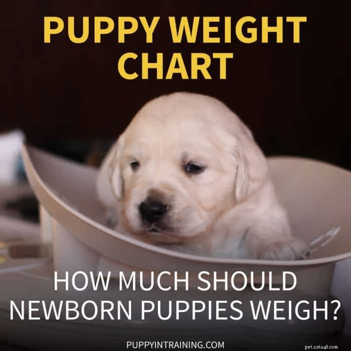 Newborn Puppy Weight Chart: Daily Gain Targets & Health Indicators