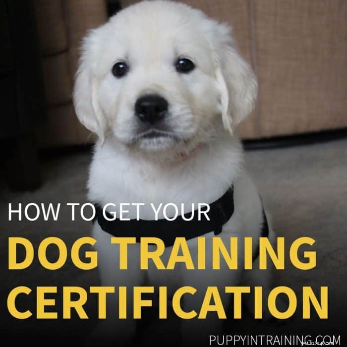 How to Earn a Dog Training Certification: A Step‑by‑Step Guide