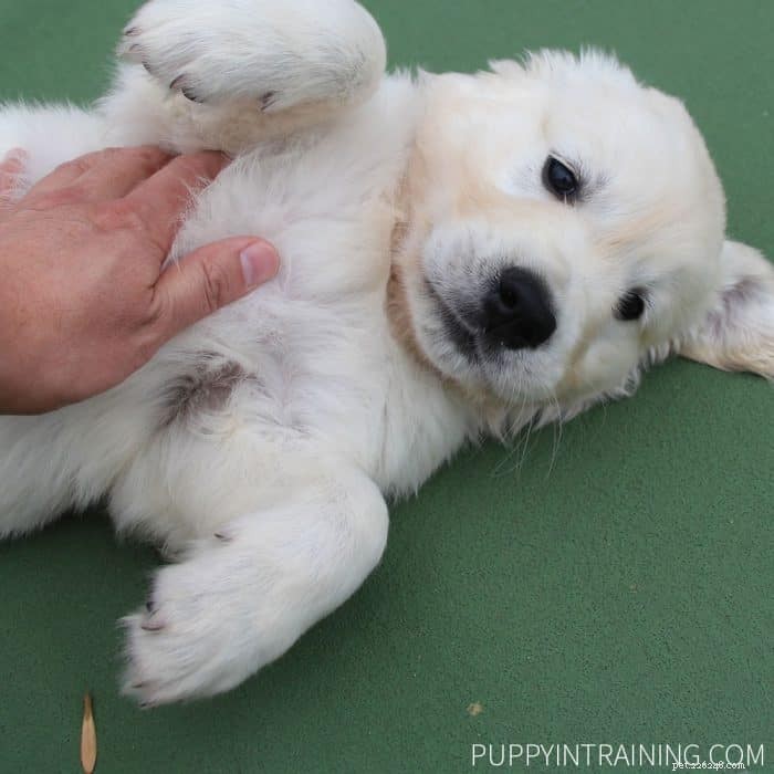 How to Earn a Dog Training Certification: A Step‑by‑Step Guide