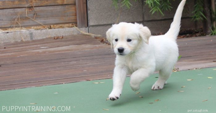 How to Earn a Dog Training Certification: A Step‑by‑Step Guide