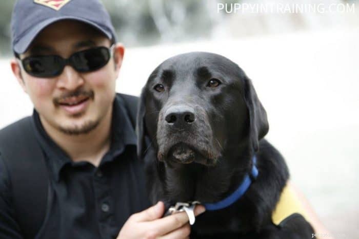 Stetson: My Journey Raising a Guide Dog Puppy
