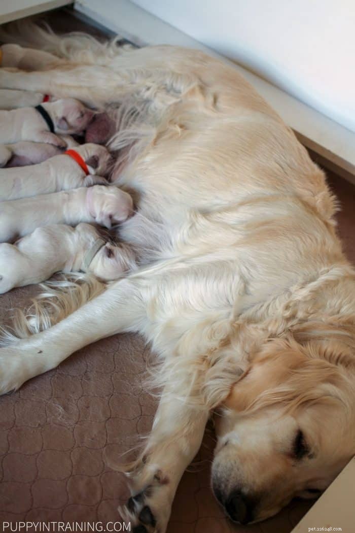 How Long Is a Golden Retriever Pregnant? Understanding Gestation Length