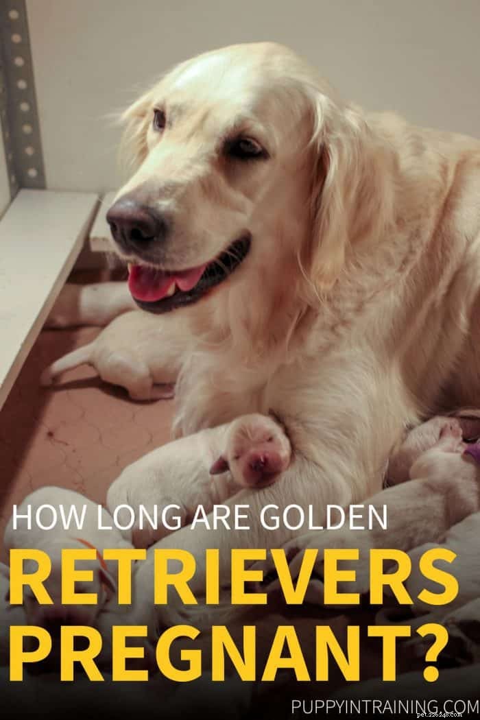 How Long Is a Golden Retriever Pregnant? Understanding Gestation Length