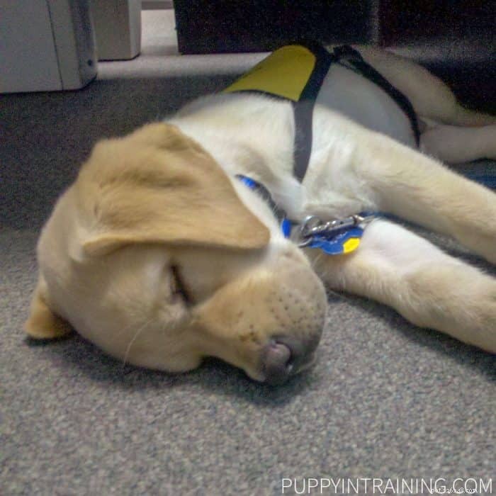 What Is the True Cost of Raising a Service Dog? Complete Breakdown