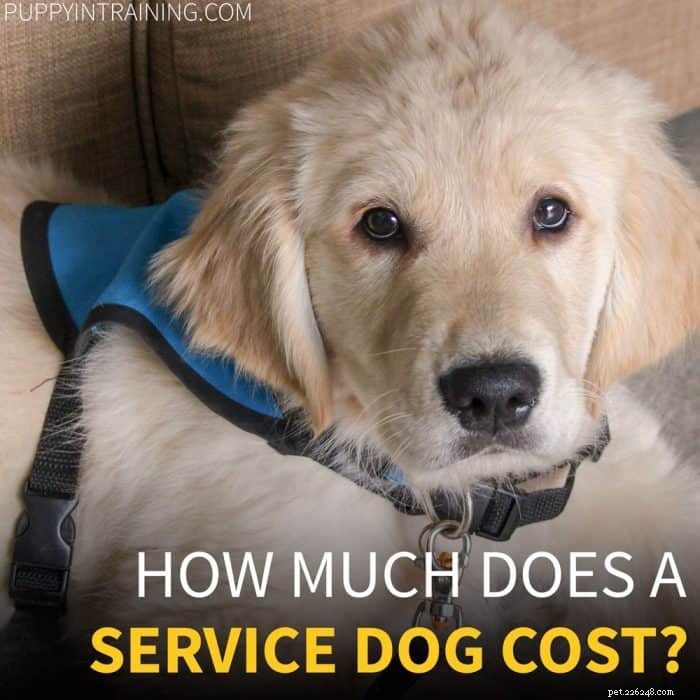 What Is the True Cost of Raising a Service Dog? Complete Breakdown