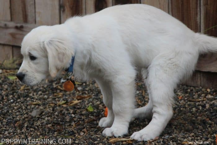 Must I Pick Up My Service Dog’s Poop? Legal & Practical Guidance for Handlers