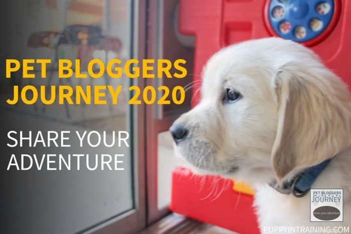Pet Bloggers Journey 2020: Celebrating Milestones & Inspiring Future Adventures