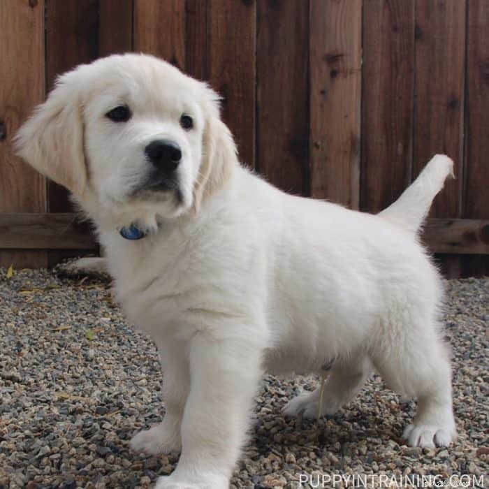 How Long Does Potty Training a Puppy Take? Expert Guide & Tips