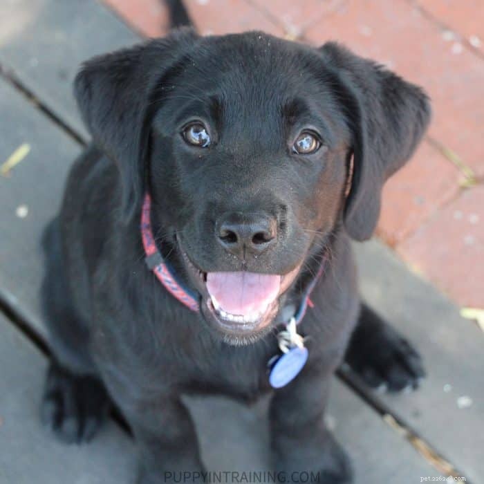 How Long Does Potty Training a Puppy Take? Expert Guide & Tips