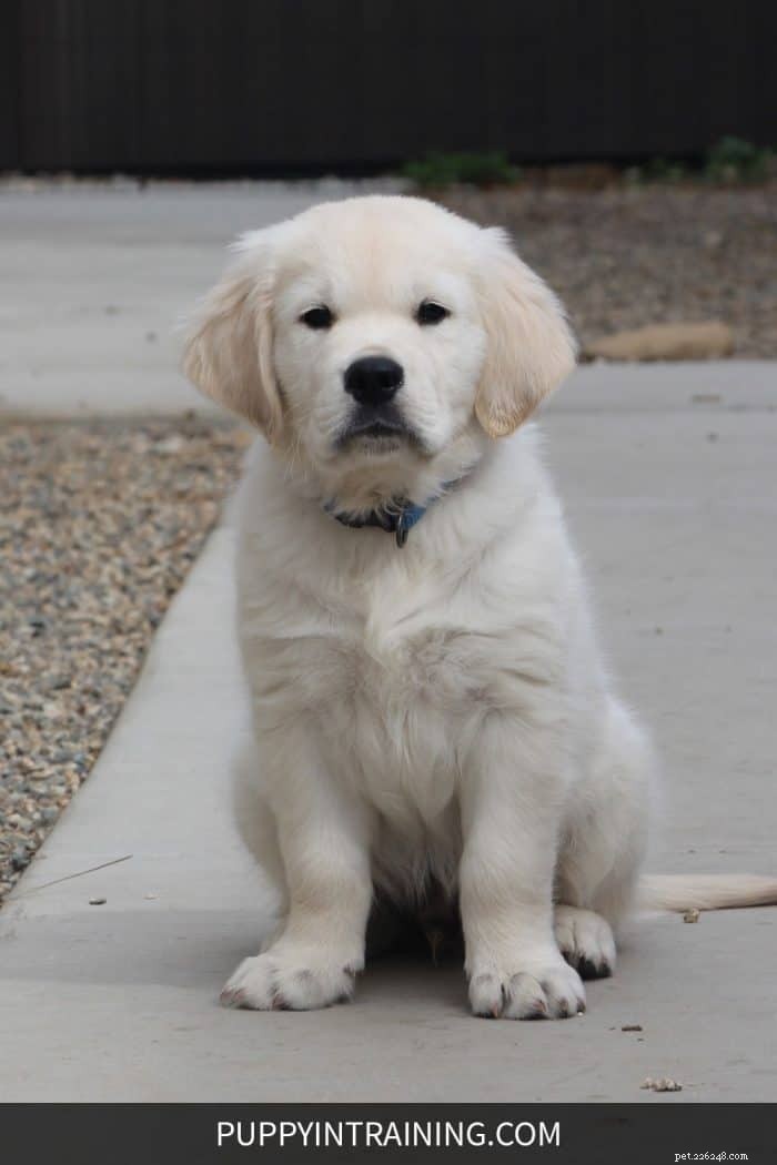 How Long Does Potty Training a Puppy Take? Expert Guide & Tips
