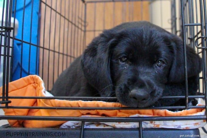 How Long Does Potty Training a Puppy Take? Expert Guide & Tips