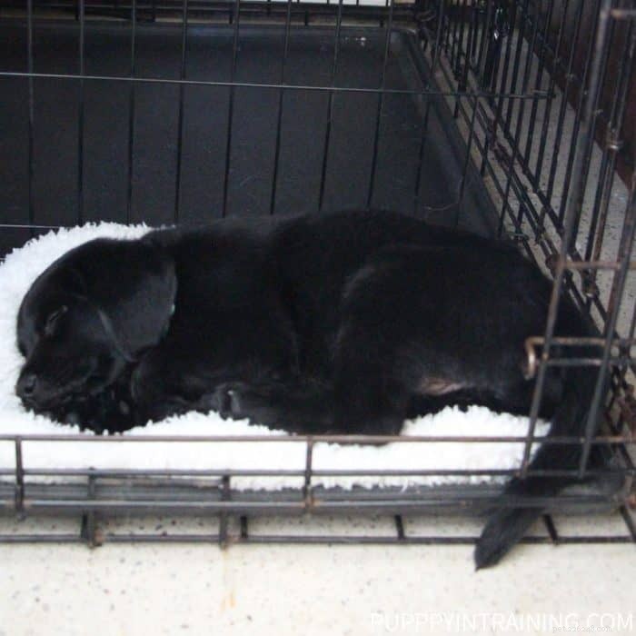 8-Week-Old Puppy Expectations: A Proven Guide