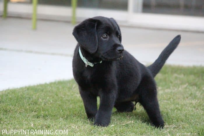 8-Week-Old Puppy Expectations: A Proven Guide