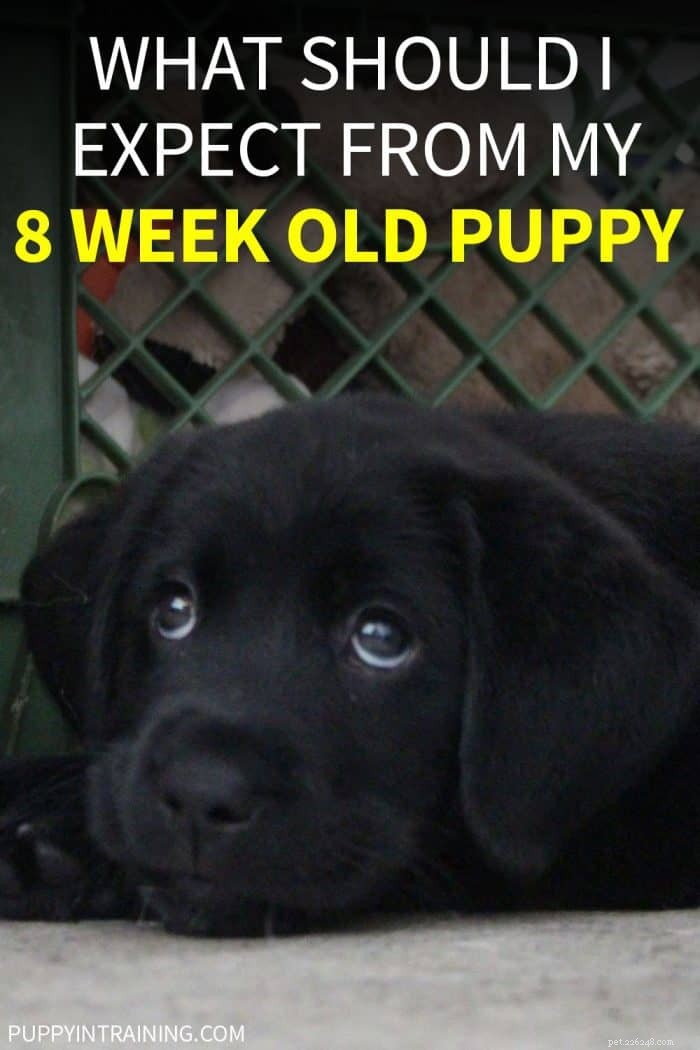 8-Week-Old Puppy Expectations: A Proven Guide