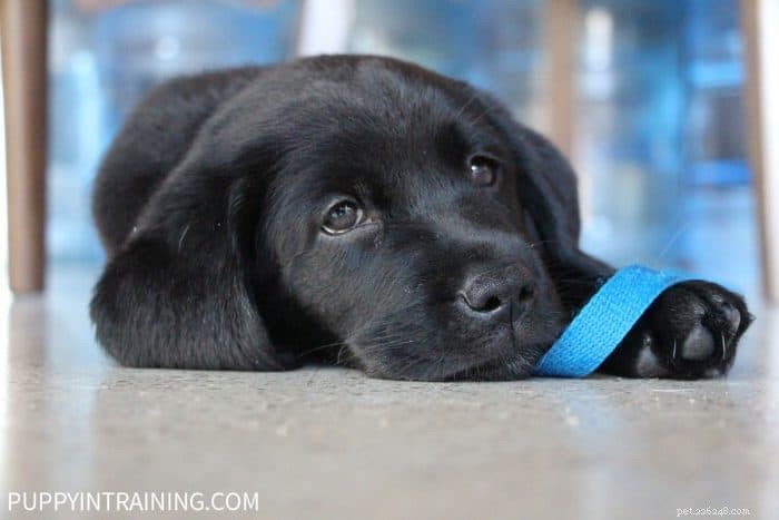 8-Week-Old Puppy Expectations: A Proven Guide