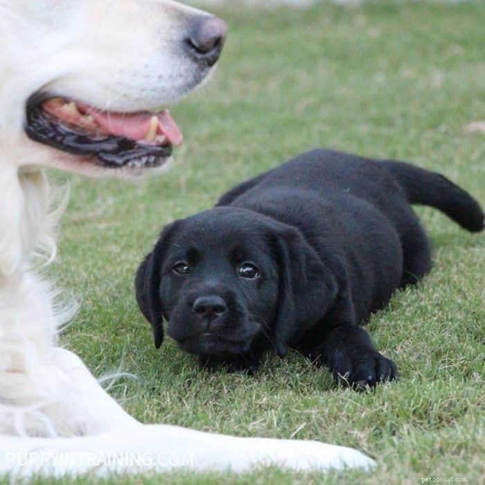 8-Week-Old Puppy Expectations: A Proven Guide
