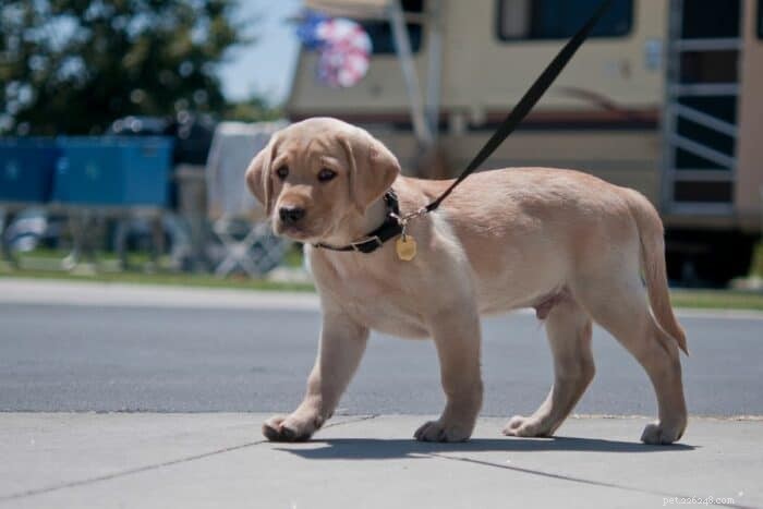 Determining the Ideal Walking Distance for Your Puppy