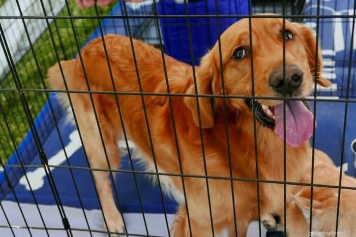 Ultimate State-by-State Guide to Golden Retriever Rescues