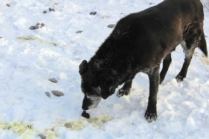 Stop Your Dog from Eating Poop: Causes, Symptoms, and Expert Solutions