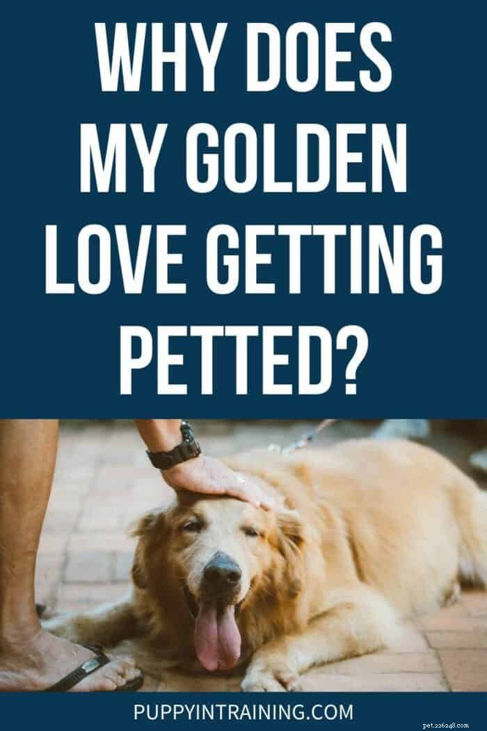Why Golden Retrievers Love Being Petted – The Science Behind Their Affection
