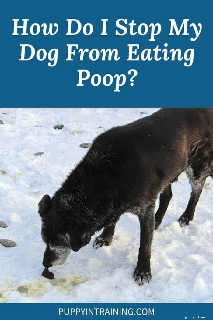 Stop Your Dog from Eating Poop: Causes, Symptoms, and Expert Solutions