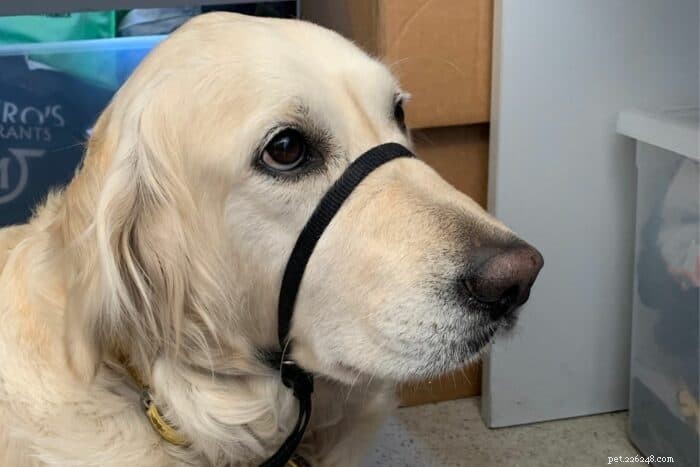 Halti vs. Gentle Leader: Which Anti‑Pull Harness Delivers Safer, Stress‑Free Walks?