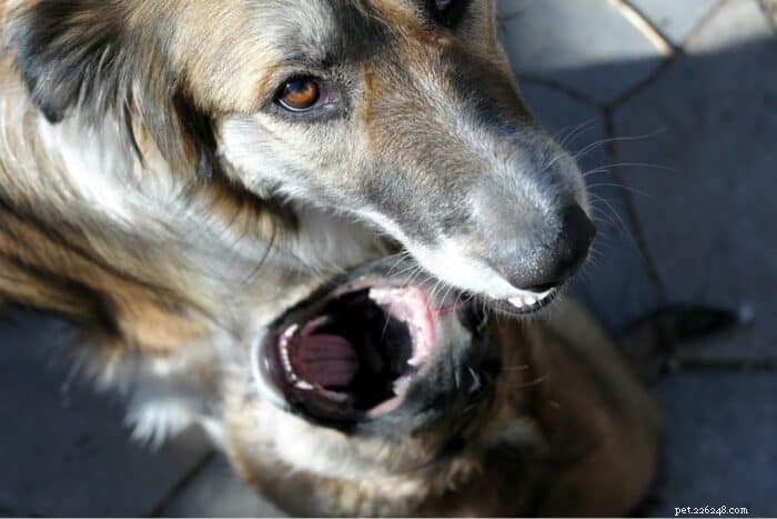 How to Handle an Older Dog’s Aggressive Behavior Toward Your New Puppy