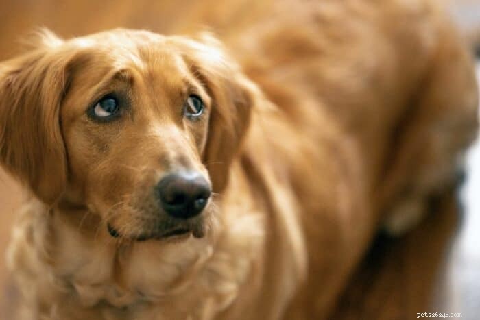 Understanding Separation Anxiety in Golden Retrievers: Why They Panic When Left Alone