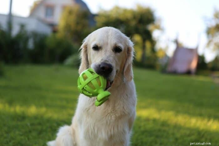 Understanding Why Your Golden Retriever Holds Onto Toys & How to Encourage Release