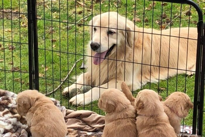 Can Older Dogs Have Puppies? A Guide to Breeding Age and Health