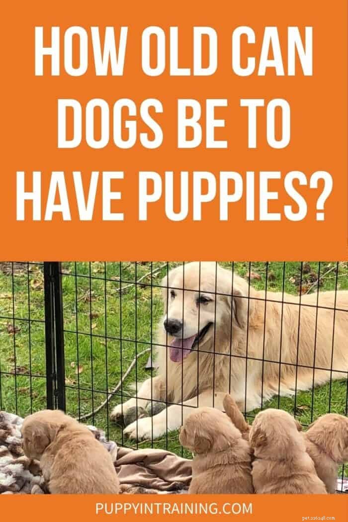 Can Older Dogs Have Puppies? A Guide to Breeding Age and Health