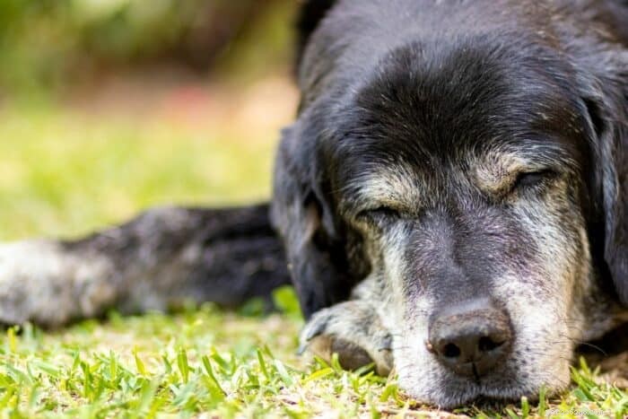 When It s Time to Put Your Dog to Sleep: Signs and How to Cope