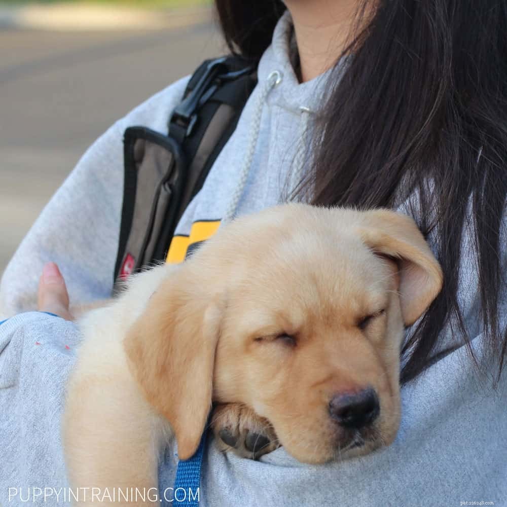 The Ultimate New Puppy Checklist 2024: Everything You Need Before Bringing Your Furry Friend Home