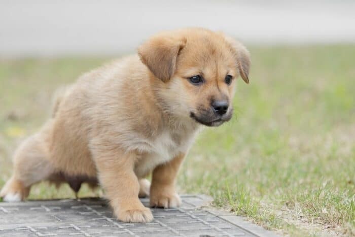 6-Month-Old Puppy Accidents: Why He s Still Peeing Indoors & How to Fix It