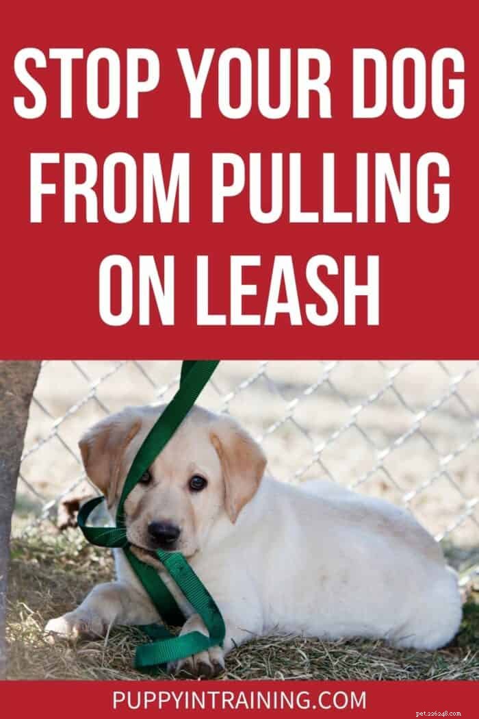 Effective Ways to Stop Your Dog from Pulling on the Leash