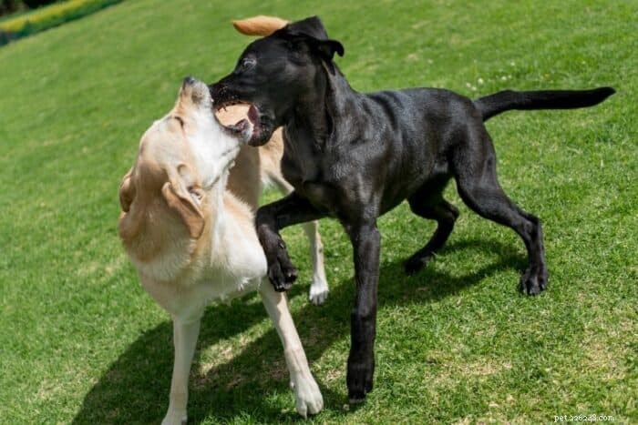 Preventing and Resolving Dog Aggression in Your Home: A Guide