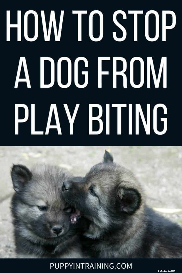 Effective Ways to Stop Your Dog from Play Biting