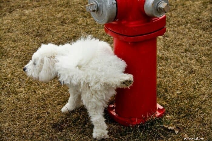 Creating a Dedicated Outdoor Dog Potty Zone: A Step‑by‑Step Guide