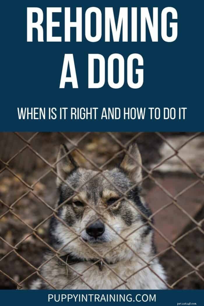 When to Rehome Your Dog: Timing Tips and Best Practices
