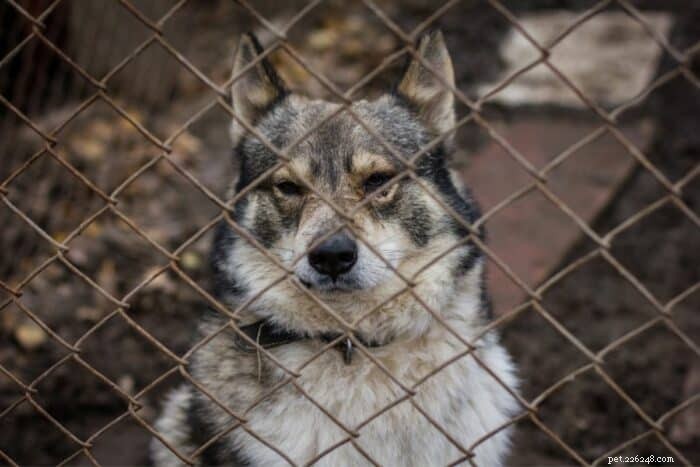 When to Rehome Your Dog: Timing Tips and Best Practices