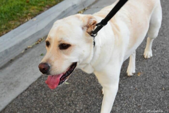 Master Dog Walking: Expert Tips for a Rewarding Walk
