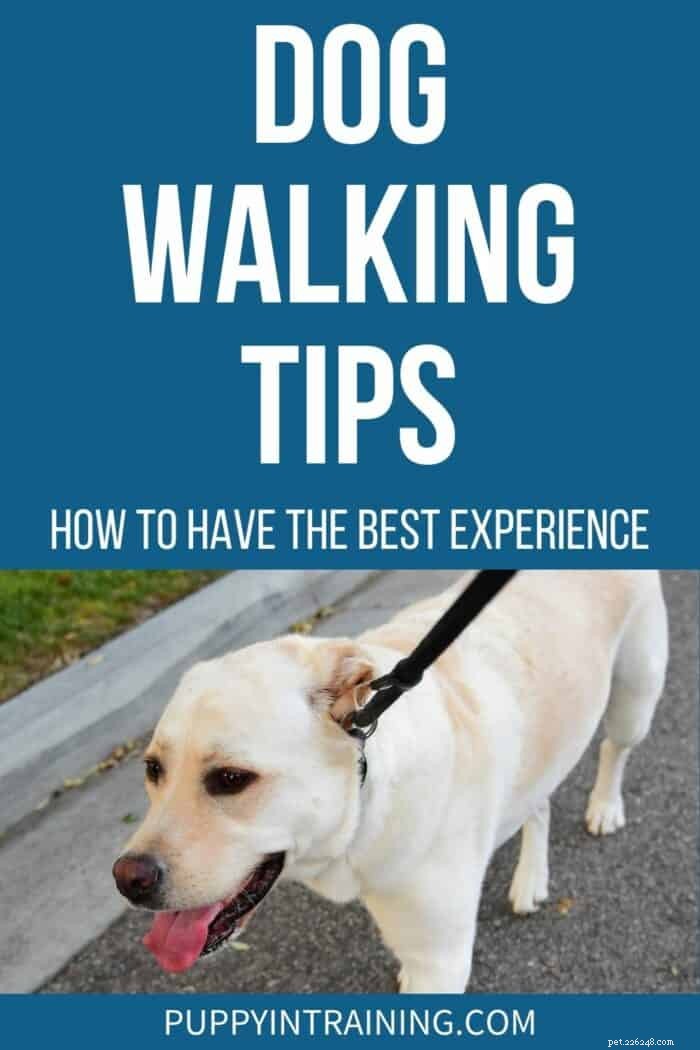 Master Dog Walking: Expert Tips for a Rewarding Walk