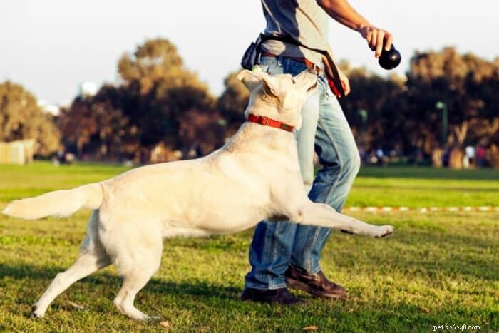 Find the Perfect Dog Trainer for Your Puppy: A Step-by-Step Guide