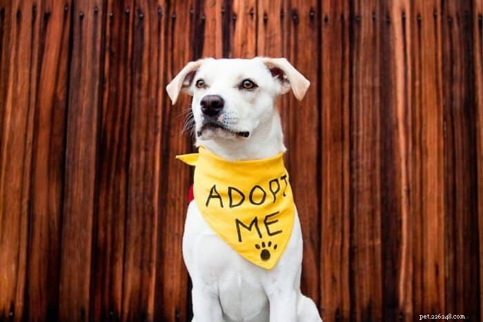 The First 7 Days After Adopting a Rescue Dog: A Proven Transition Plan