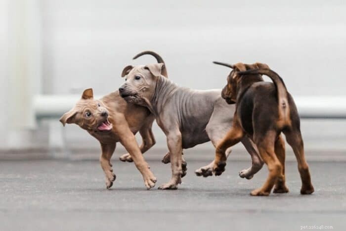 Choosing the Ideal Dog Daycare for Your Puppy: A Comprehensive Guide
