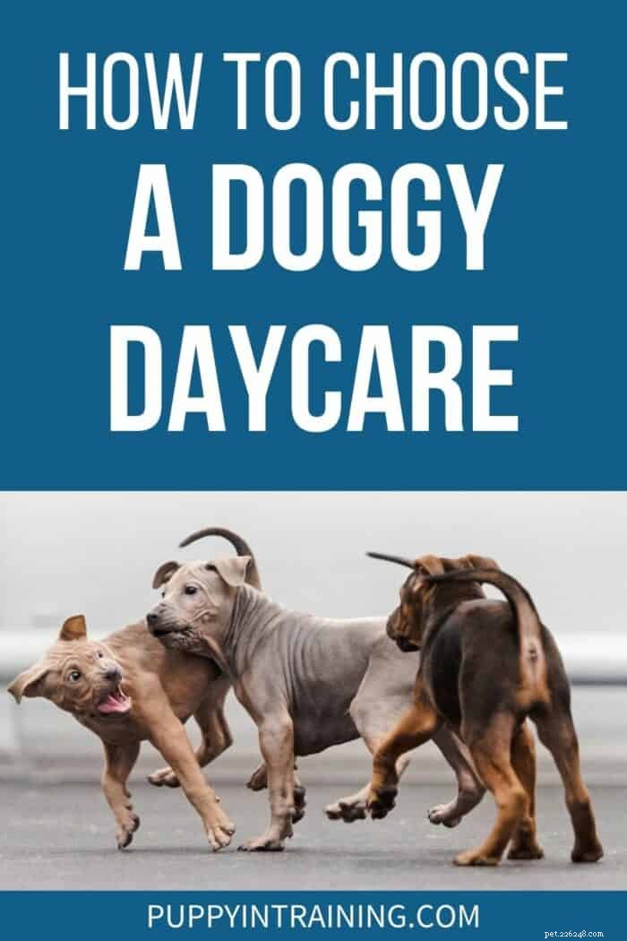 Choosing the Ideal Dog Daycare for Your Puppy: A Comprehensive Guide