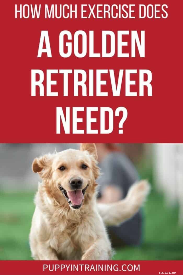 Optimal Exercise Guidelines for Your Golden Retriever